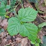 Rubus saxatilisBlad