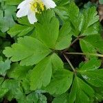 Anemone nemorosa Folha