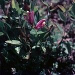 Polygala californica 整株植物