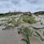 Medicago marina Habitus