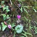 Cyclamen purpurascens Habitus