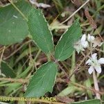 Rubus silvaticus Drugo