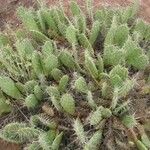 Opuntia polyacantha Leaf