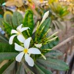 Plumeria obtusa Blüte