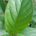 Citharexylum myrianthum Blatt