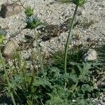 Salvia columbariae Habitus