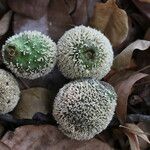 Treculia africana Fruto
