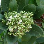 Photinia arbutifolia