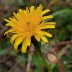 Scorzoneroides autumnalis Flower