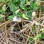 Cirsium arvenseFlors