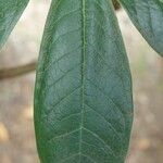 Rhododendron arizelum Leaf