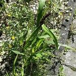 Sorghum bicolor Habit