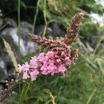 Linaria purpureaFlor