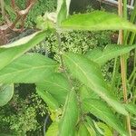 Sida rhombifolia Leht