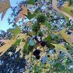 Liquidambar styraciflua Frucht