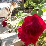 Rosa × odorata Flor