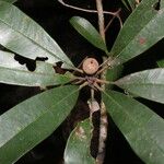 Manilkara chicle Fruto