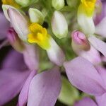 Polygala curtissii Flower