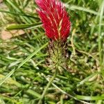 Trifolium incarnatum Žiedas
