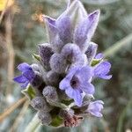 Lavandula dentataBlüte