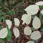 Diospyros onanae List