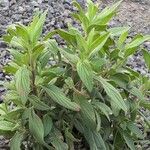 Trichodesma zeylanicum Leaf