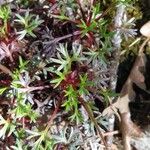 Saxifraga fragilis পাতা