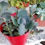 Kalanchoe laxifloraЛист