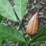 Rothmannia manganjae Fruit