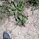 Plantago argenteaHostoa