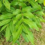 Dimocarpus longan ഇല