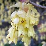 Corylopsis spicata Λουλούδι