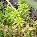 Rotala densiflora Leaf