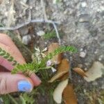 Astragalus pelecinus Blatt