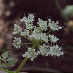 Oenanthe sarmentosa Flower