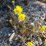 Chaenactis glabriuscula Hábito