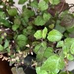 Scutellaria purpurascens Blatt