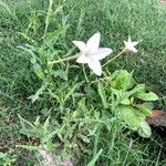 Nicotiana longiflora Кветка