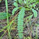 Ornithopus perpusillus Leaf