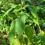 Senecio nemorensis Blad