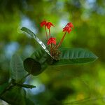 Ixora javanica Flower