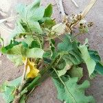 Solanum torvum Fuelha