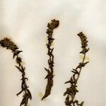Sideritis montana Fula