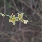 Cleome pallida Кветка