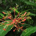 Palicourea crocea 花
