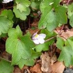 Cymbalaria muralis Flower