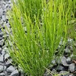 Equisetum arvenseLeaf