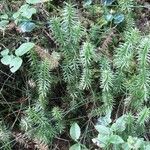 Lycopodium annotinumЛист