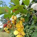 Senna hayesiana Flower