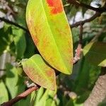 Acokanthera oblongifolia Blatt